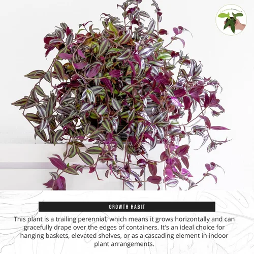 Vista 5 de California Tropicals Dark Desire Tradescantia - Plantas de interior únicas de esquina para una fácil purificación del aire en interiores, jardines