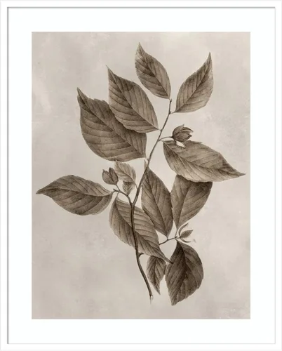 Vista 8 de Amanti Art Lienzo decorativo para pared enmarcado de 24 x 20 pulgadas, muestra de árbol III de Vision Studio, arte de pared de naturaleza