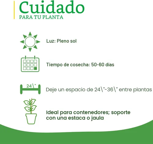 Vista 6 de Bonnie Plants Ichiban - Berenjena japonesa tipo – Paquete de 4 plantas vivas, ideales para contenedores, 10 pulgadas de largo, perfectas para asar