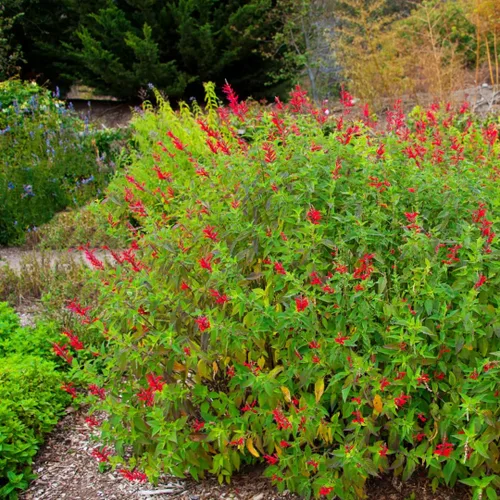 Vista 6 de 2 plantas vivas de salvia vibrante, plantas de salvia perennes fragantes vivas para plantación de primavera, plantación de verano, de 5 a 10