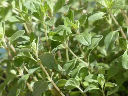 Vista 4 de TKE Farms & Gardens - Semillas de mejorana para plantar, 500 mg, 2000 semillas de reliquia, sin OMG, paquete incluye instrucciones para cultivar