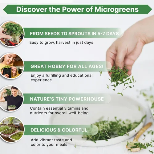 Vista 4 de Organo Republic Semillas de Rúcula para Germinación y Microgreens - Kit de Semillas de Brotes Sin OGM, Reliquia, Bolsa Resellable de 1 libra