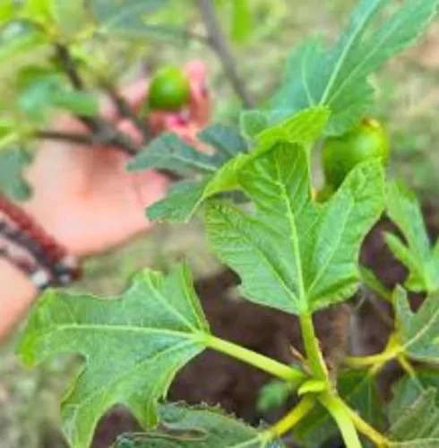 Vista 7 de Peter's Honey Fig Tree - Planta viva en maceta, fruta dulce, resistente al frío, fácil de cultivar