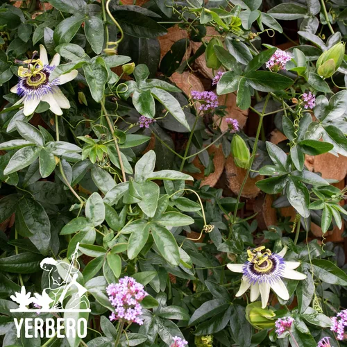 Vista 5 de Yerbero - Pasiflora - Té de hierbas enteras de flor de la pasión de 0.75 onzas (0.78 oz) Té de hierbas para la hora de acostarse/Relax Mind
