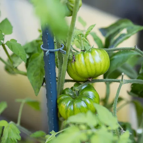 Vista 4 de Estacas para plantas de jardín de 24 pulgadas, 2 pies, soporte de palo de acero para plantas, paquete de 25 estacas de tomate para cultivar plantas