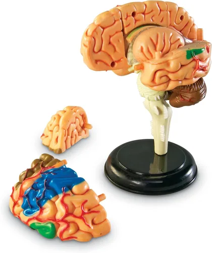 Vista 2 de Modelo de cerebro Learning Resources