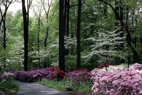 Vista 7 de Azalea Vivid 30 plantas vivas Arbustos florecientes de rododendro con flores rojas