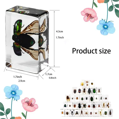 Vista 2 de 20 piezas de insectos en resina preservada de insectos, colección de espécimen pisapapeles de resina de insectos diversos especímenes de insectos