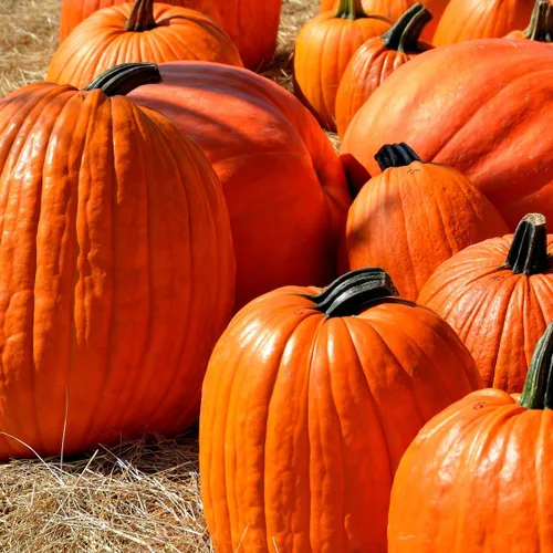 Vista 7 de Brownie Brand - Semillas de calabaza gigante Atlantic - Semillas tradicionales sin OMG para cultivar calabazas masivas de hasta 1,000 libras, alta