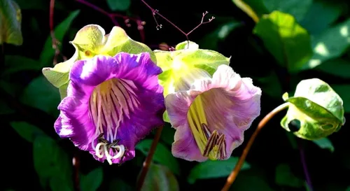 Vista 2 de Cathedral Bells Seed Mix Cobaea Scandens The Cup-and-Saucer Vine Monastery Bells 10 Semillas