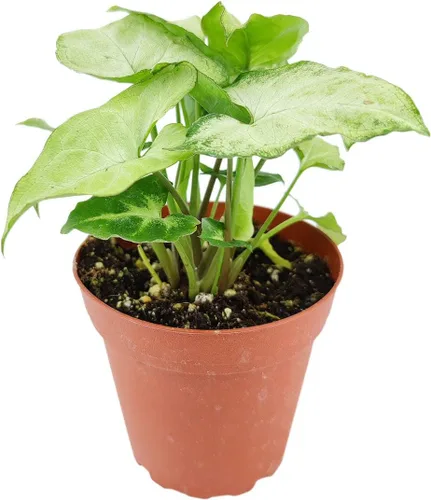 Vista 14 de Planta de goma burdeos (maceta de cultivo de 4 pulgadas) - Planta de interior saludable - Planta de interior de fácil cuidado