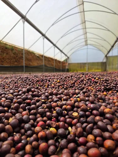 Vista 5 de La Cumbre Specialty Café en grano entero tostado medio, granos arábica, bajo en ácido, grano entero gourmet, vegano, kosher y apto para Keto