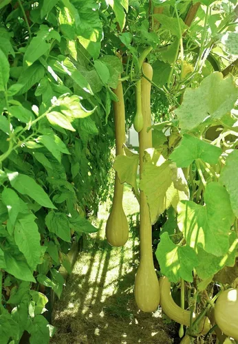Vista 2 de TomorrowSeeds - Semillas de calabaza Tromboncino - Más de 30 unidades - para plantar 2026 Zuchetta Rampicante Trombetta Tromboncino Calabacín