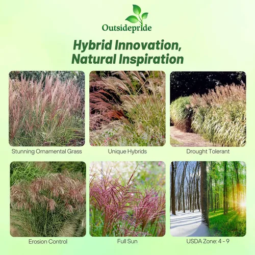 Vista 2 de Outsidepride - 250 semillas de la hierba ornamental perenne Miscanthus Sinensis Early Hybrids [Chinese Silver Grass] para sembrar