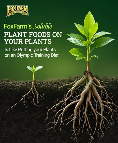 Vista 5 de FoxFarm Paquete de Trío de Nutrientes Solubles - Open Sesame, Beastie Bloomz, Cha Ching, Fertilizantes de Alto Octanaje para Hidropónico y Suelo