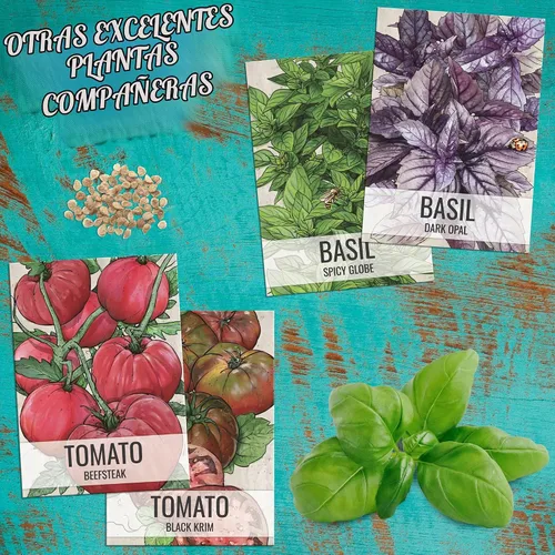 Vista 8 de Seed Needs Semillas de albahaca italiana para plantar hierbas tradicionales sin OMG, 1 paquete