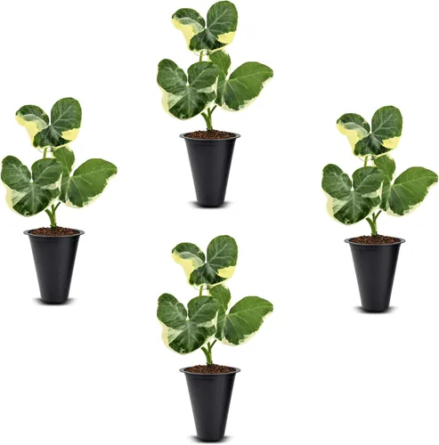 Vista 13 de Colección de Plantas Alocasia (paquete de 4) - Cuprea, Ratón Mickey, Dragón Plateado, Escala de Dragón - Raras Plantas de Interior, Plantas Exóticas