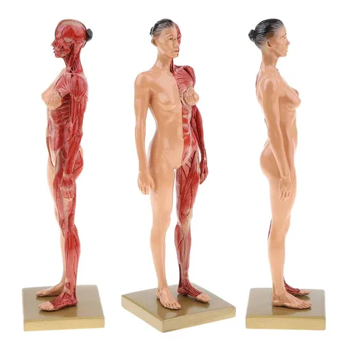 Vista 5 de BONEW Resina masculina y femenina de 11.8 in, anatomía anatómica humana, cabeza de cráneo, modelo de cuerpo, modelo de hueso muscular