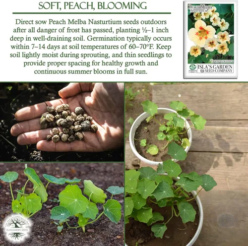 Vista 5 de Peach Melba - Semillas de capuchina enana para plantar, (Tropaeolum nanum), más de 30 semillas de flores por paquete, semillas de jardín de Isla