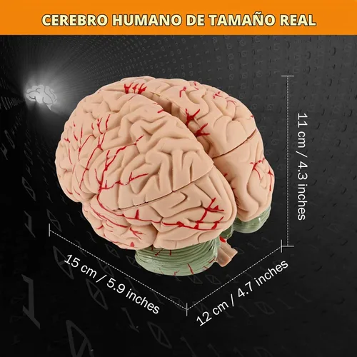Vista 3 de BEAMNOVA Modelo de cerebro humano con vasos, modelo de anatomía de tamaño real de 8 partes desmontable con imanes, herramienta de enseñanza