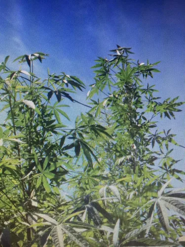 Vista 4 de 1240-False Kenaf Hibiscus (Malvaceae cannabinusL) Semillas de Robsrareandgiantseeds UPC0764425789239 Sin OMG, orgánico, cultivador estadounidense