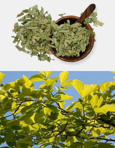 Vista 6 de Polvo de extracto de hoja de caqui puro natural orgánico -10.58 onzas (10.58 oz)