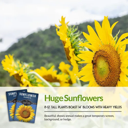 Vista 4 de Survival Garden Seeds - Semilla de girasol de mamut para plantar - Paquete con instrucciones para plantar y cultivar enormes flores coloridas en tu