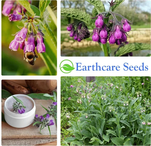 Vista 8 de True Comfrey 50 Semillas (Symphytum officinale) Sin OGM, Herencia