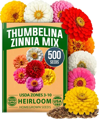 Vista 50 de HOME GROWN Semillas de zinnia rosa – 300 zinnias Luminosa 0.5g, semillas anuales de flores fáciles de cultivar para plantar al aire libre para 2026