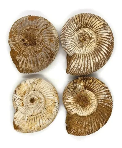 Vista 5 de Fósil de amonita con soporte. Amonita auténtica de Madagascar.