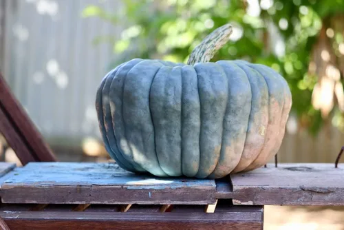 Vista 2 de Semillas de calabaza azul Queensland Paquete de 10 semillas Fácil de cultivar