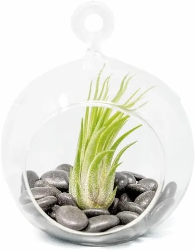Vista 9 de Impresionante kit de terrario de planta de globo de fondo plano, pequeña planta de aire surtida, piedras beige en tarro de propagación, maceta