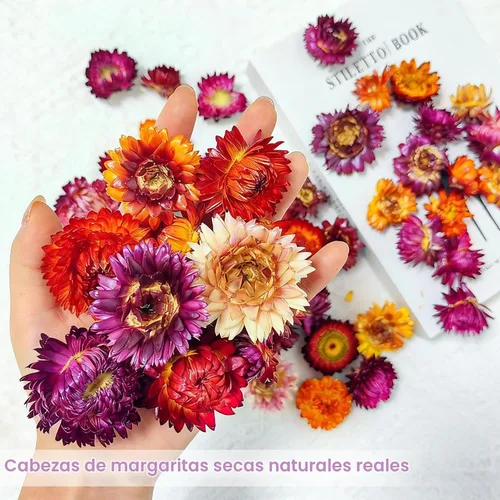 Vista 3 de 100 cabezas de margaritas secas naturales, suministros florales secos multicolores