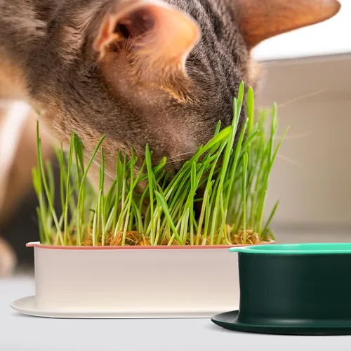 Vista 8 de Cabilock Juego de macetas de hierba para gatos con gran depósito de agua, hidropónico, sin suelo, para interiores, guardería, gatitos, macetas