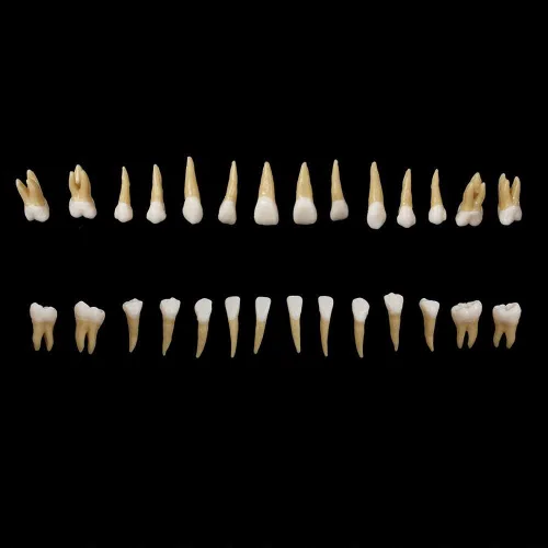 Vista 4 de 28 piezas de dientes modelo 1:1 de dientes permanentes modelo de resina dental Demostración de dientes Educación para enseñar estudio..