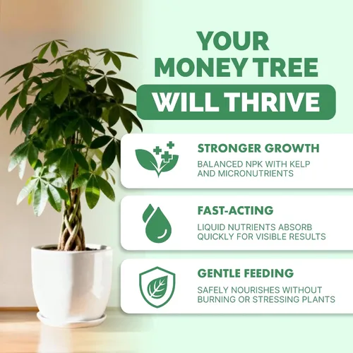Vista 2 de Fertilizante para árbol del dinero para árboles del dinero y todas las plantas de Pachira, alimento líquido para plantas 8 oz (250mL)