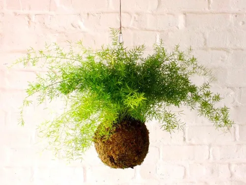 Vista 4 de Sprenger - Semillas de espárragos ornamentales 8 semillas para cultivo
