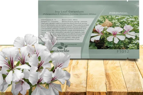 Vista 11 de Outsidepride 20 semillas perenne fucsia hiedra hoja geranio flor semilla para plantar