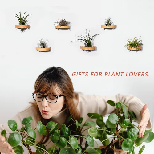 Vista 2 de soporte para plantas de aire, pequeño soporte de exhibición para plantas de aire. Montaje en pared para ahorrar espacio, decoración de pared.