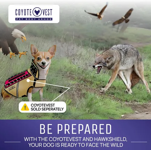 Vista 7 de HawkShield - Almohadilla para CoyoteVest o chaleco de espigas, chaleco de arnés protector para perro, complemento para proteger a tu mascota de aves