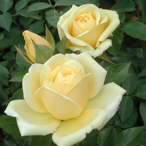 Vista 16 de Heirloom Roses Rose Bush - Easter Basket™ Planta amarilla viva para plantar al aire libre