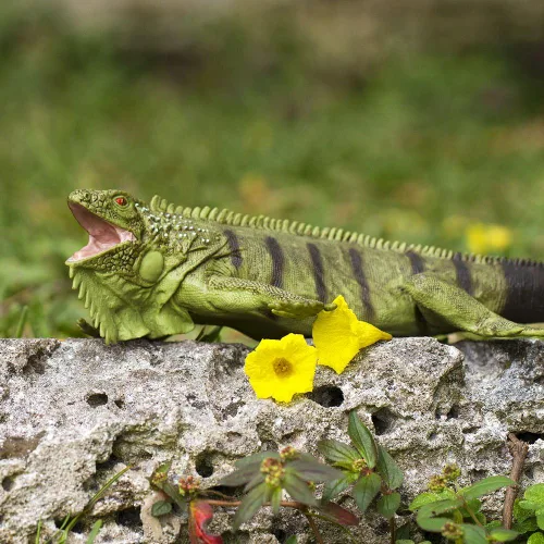 Vista 6 de Safari Ltd. Figura de Iguana – Figura de modelo realista de 11 pulgadas – Juguete educativo para niños, niñas y niños a partir de 3 años
