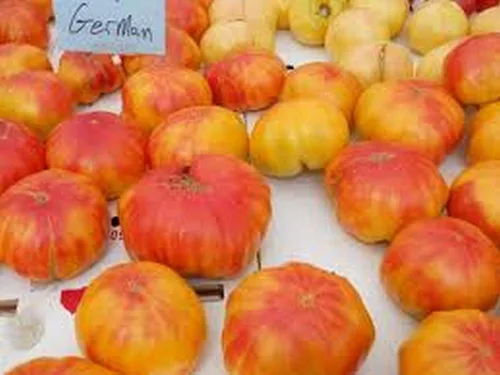 Vista 2 de Tomate alemán viejo- Un gran gran sabor favorito (10 - Semillas)