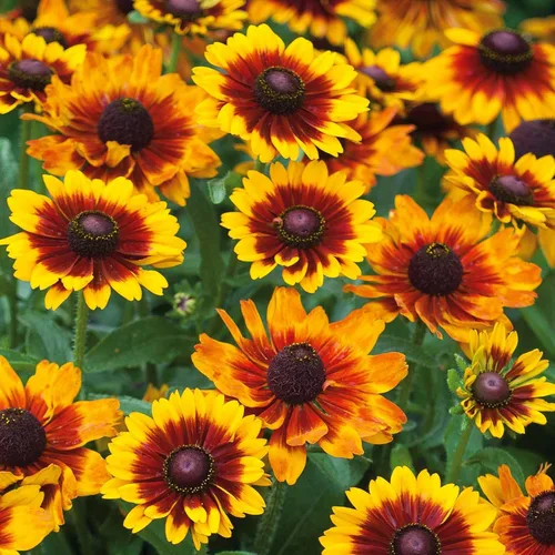 Vista 7 de Eden Brothers Black Eyed Susan Seeds - Bosque de otoño
