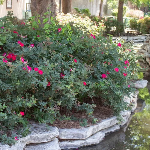 Vista 3 de Rosas frescas para entrega Prime, Rosas rosadas, Plantas de arbusto de rosas vivas, Regalos para amantes de las plantas, Flores frescas para entrega