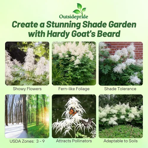 Vista 2 de Outsidepride Noble Spirits - Semillas de flores de aruncus – 500 piezas de semillas de helecho perennes, resistentes a la sombra, amantes