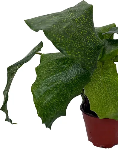 Vista 2 de Planta de oración de mosaico raro - Red Calathea - Calathea mosaicca - Maceta de 4