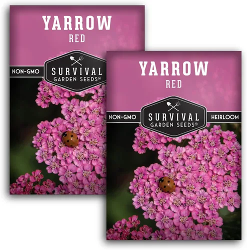 Vista 10 de Semillas de milenrama roja o rosa para plantar, hierbas medicinales tradicionales y semillas de flores perennes, flores amigables con polinizadores