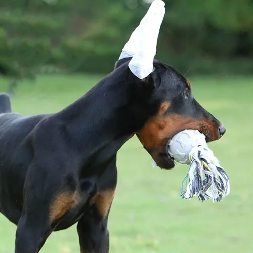 Vista 3 de Kit de soporte para orejas de cachorro con cinta adhesiva de espuma para doberman y perros pequeños, herramientas de publicación de orejas de perro