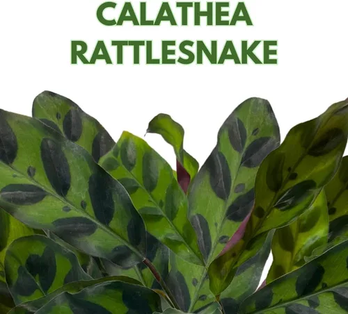 Vista 2 de Calathea Lancifolia, serpiente de cascabel, planta de oración, serpiente de cascabel, maceta de 4 pulgadas